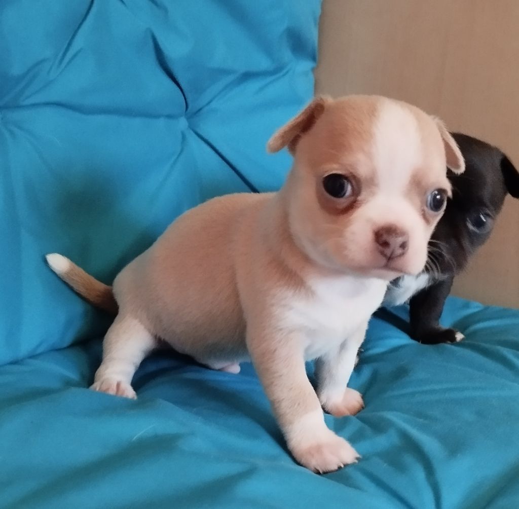 Du domaine des perles rares - Chiot disponible  - Chihuahua