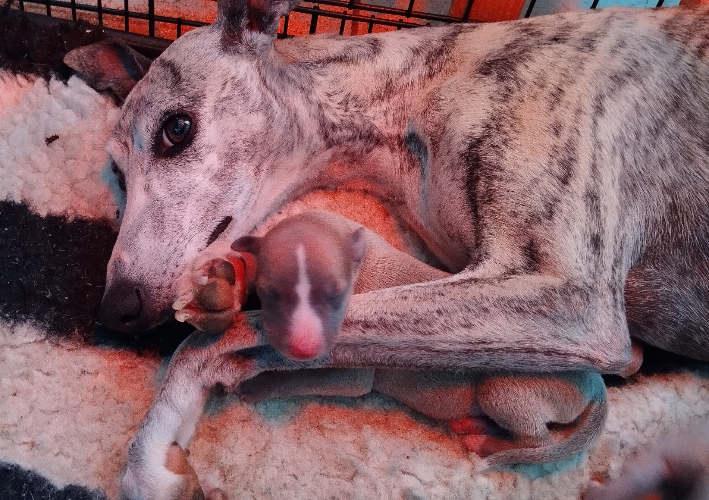Du domaine des perles rares - Les chiots sont nés !