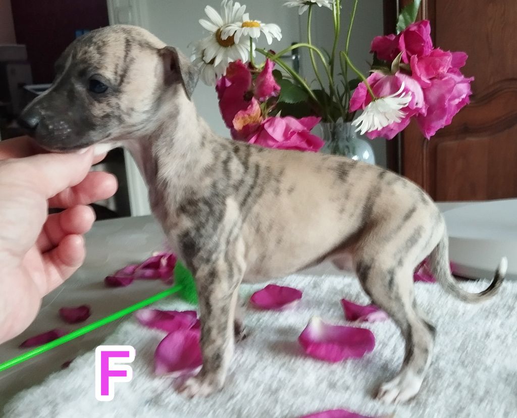 Du domaine des perles rares - Chiots disponibles - Whippet