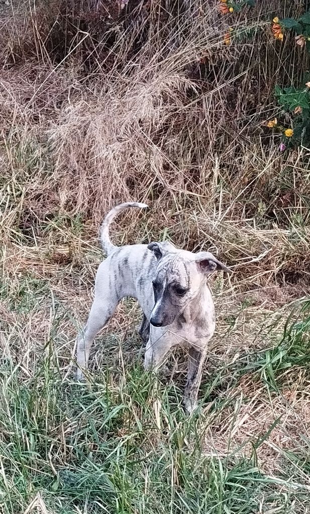 Du domaine des perles rares - Chiots disponibles - Whippet