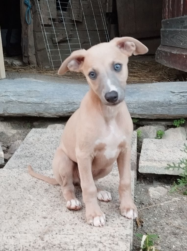 Du domaine des perles rares - Chiots disponibles - Whippet