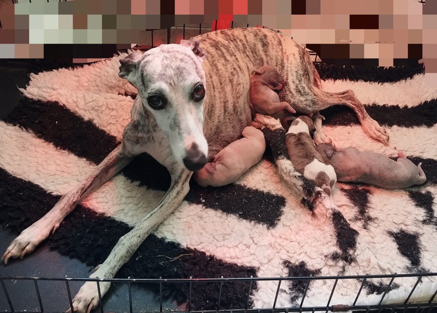 Chiot Whippet Du domaine des perles rares