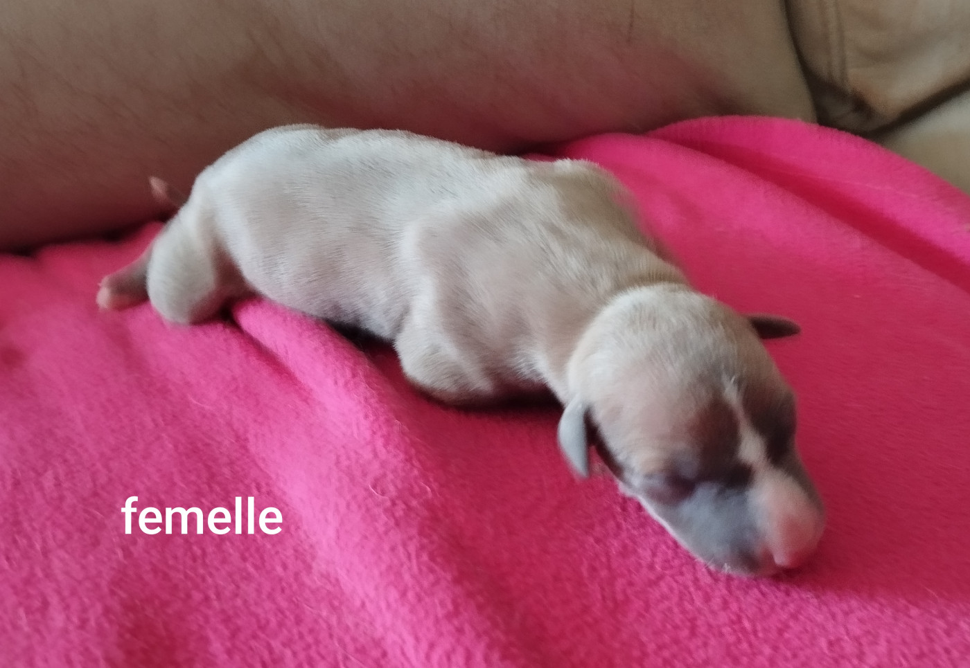 Du domaine des perles rares - Chiots disponibles - Whippet