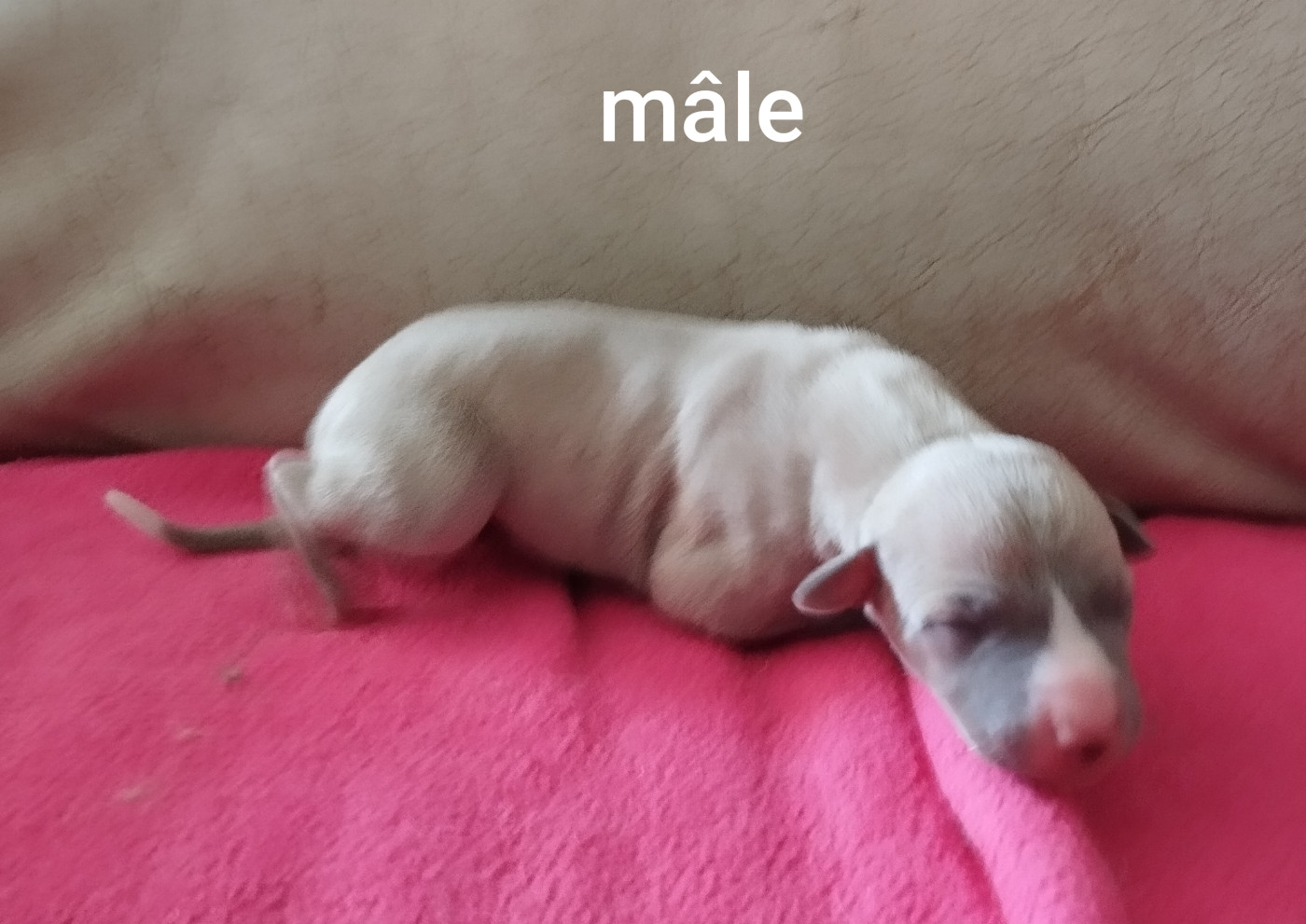 Du domaine des perles rares - Chiots disponibles - Whippet