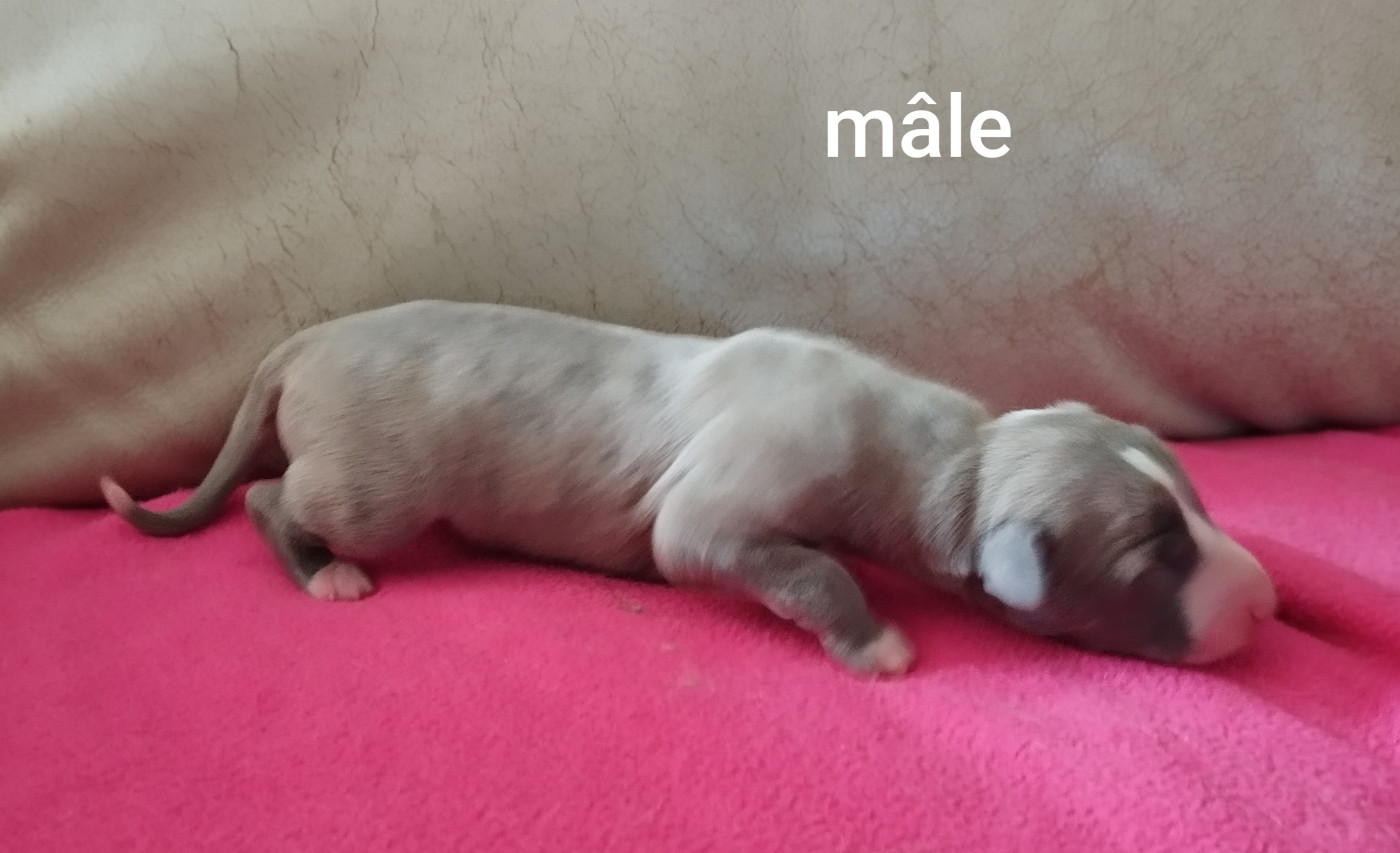 Du domaine des perles rares - Chiots disponibles - Whippet