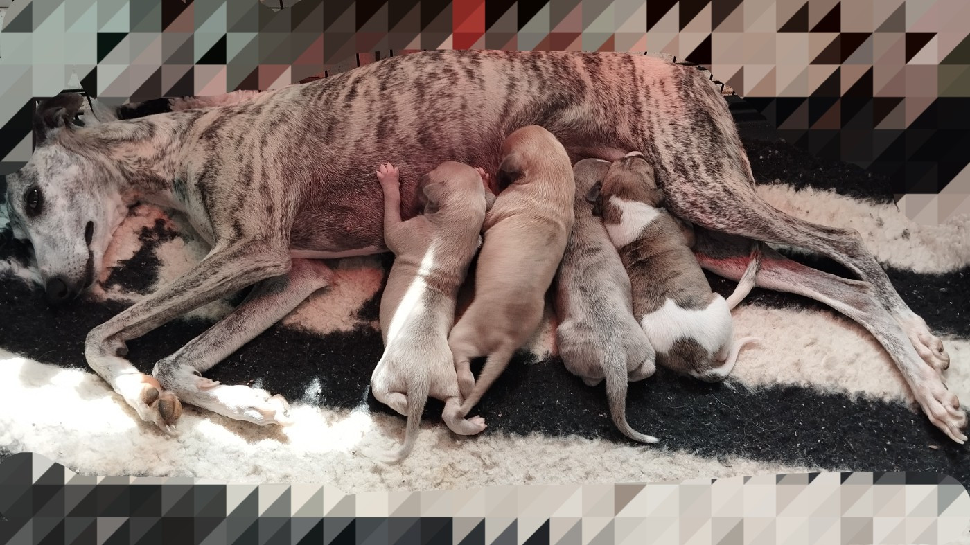 Chiot Whippet Du domaine des perles rares