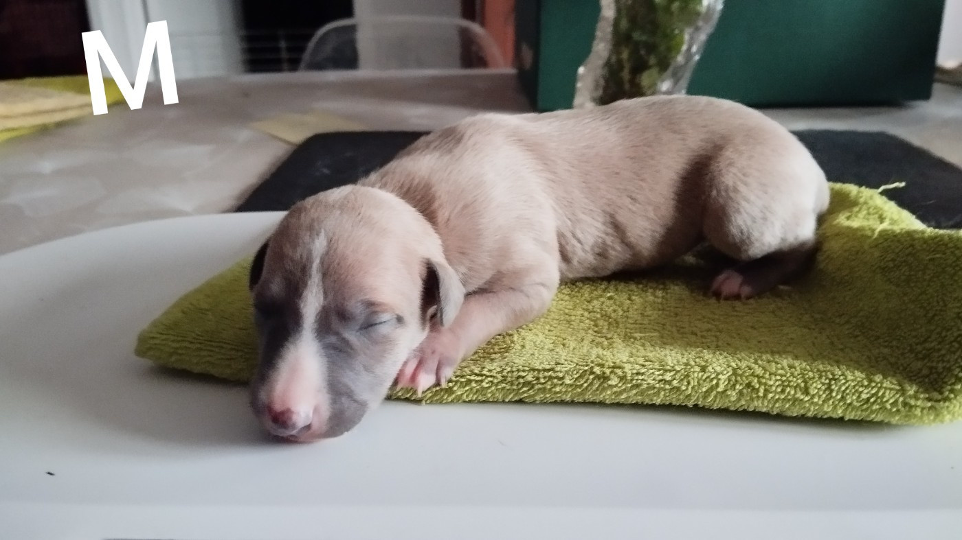 Du domaine des perles rares - Chiots disponibles - Whippet