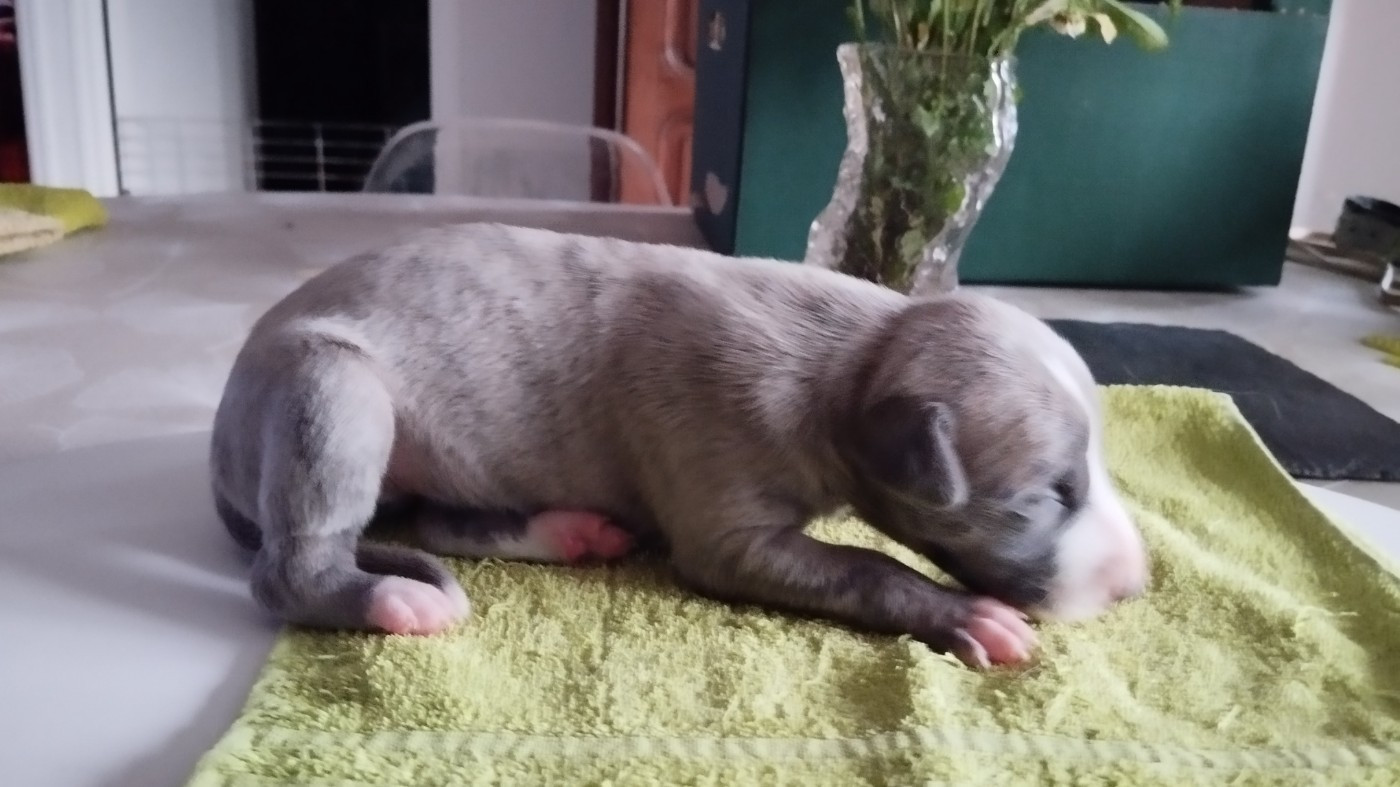 Du domaine des perles rares - Chiots disponibles - Whippet
