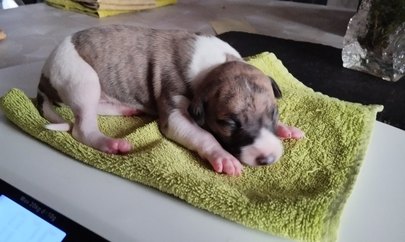 Du domaine des perles rares - Chiots disponibles - Whippet