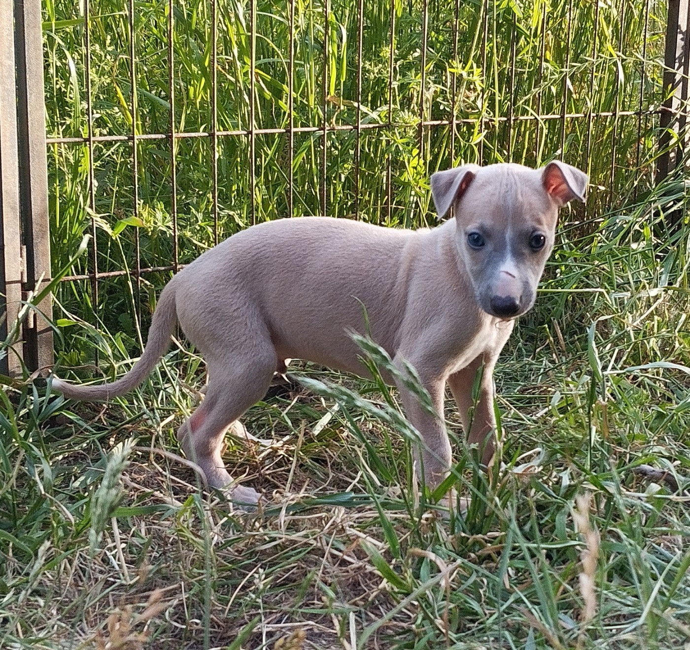 Du domaine des perles rares - Chiots disponibles - Whippet
