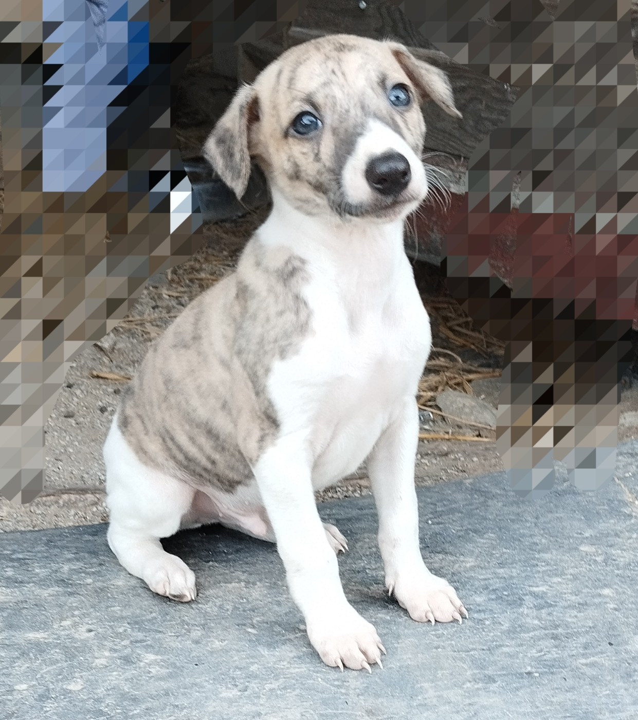 Du domaine des perles rares - Chiots disponibles - Whippet