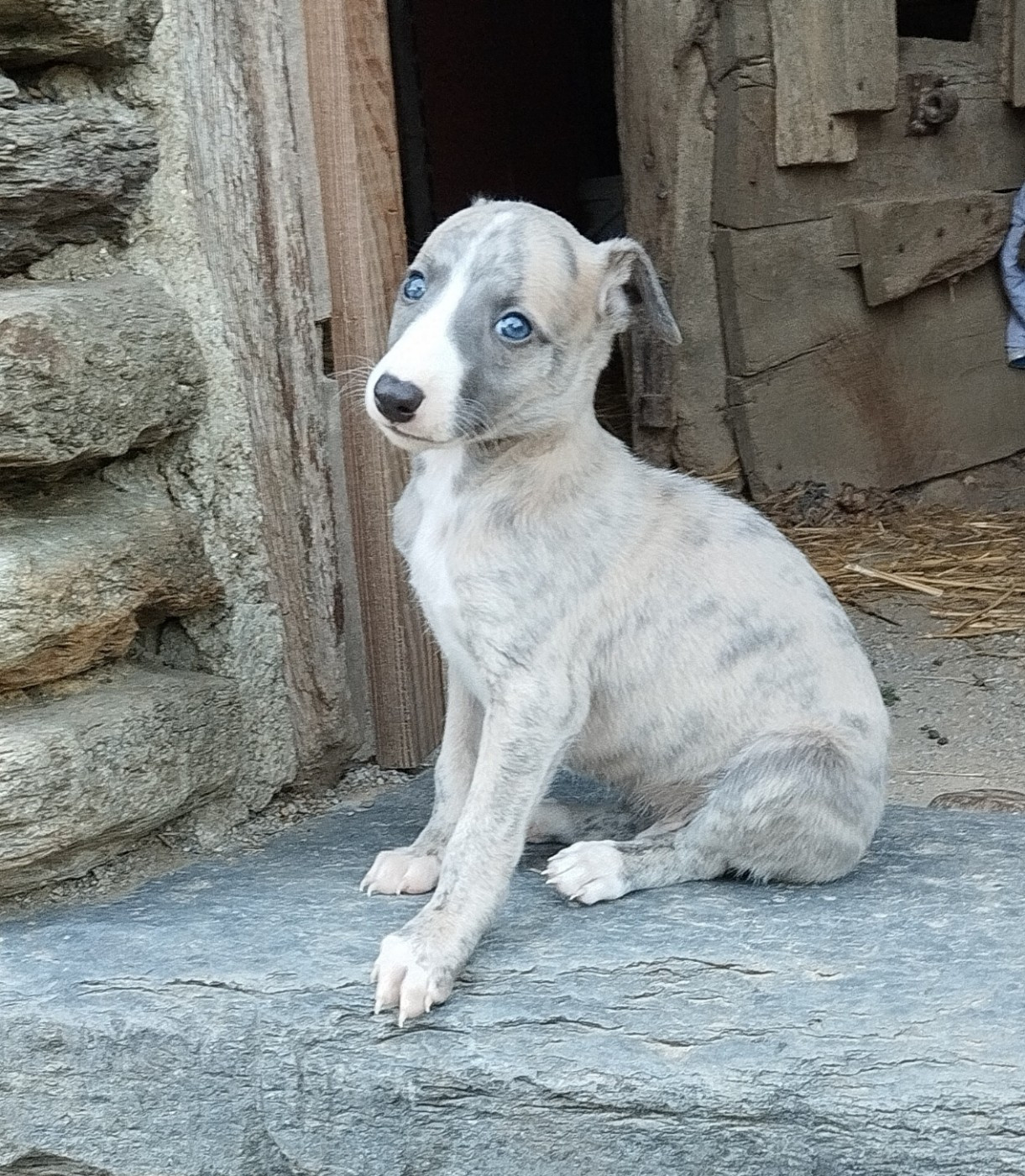 Du domaine des perles rares - Chiots disponibles - Whippet