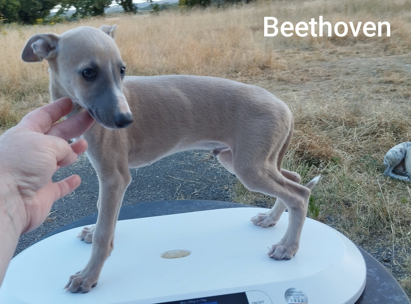 Du domaine des perles rares - Chiots disponibles - Whippet