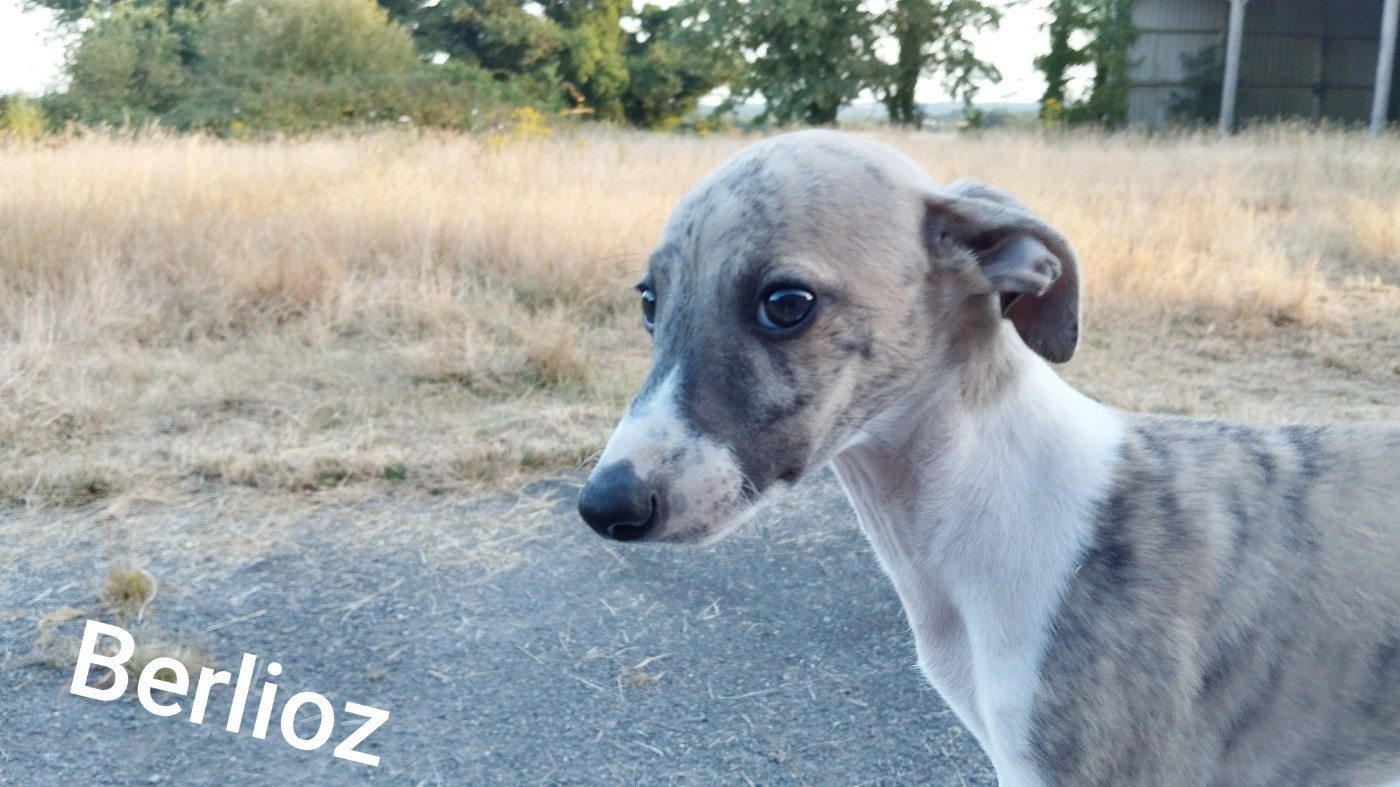 Du domaine des perles rares - Chiots disponibles - Whippet