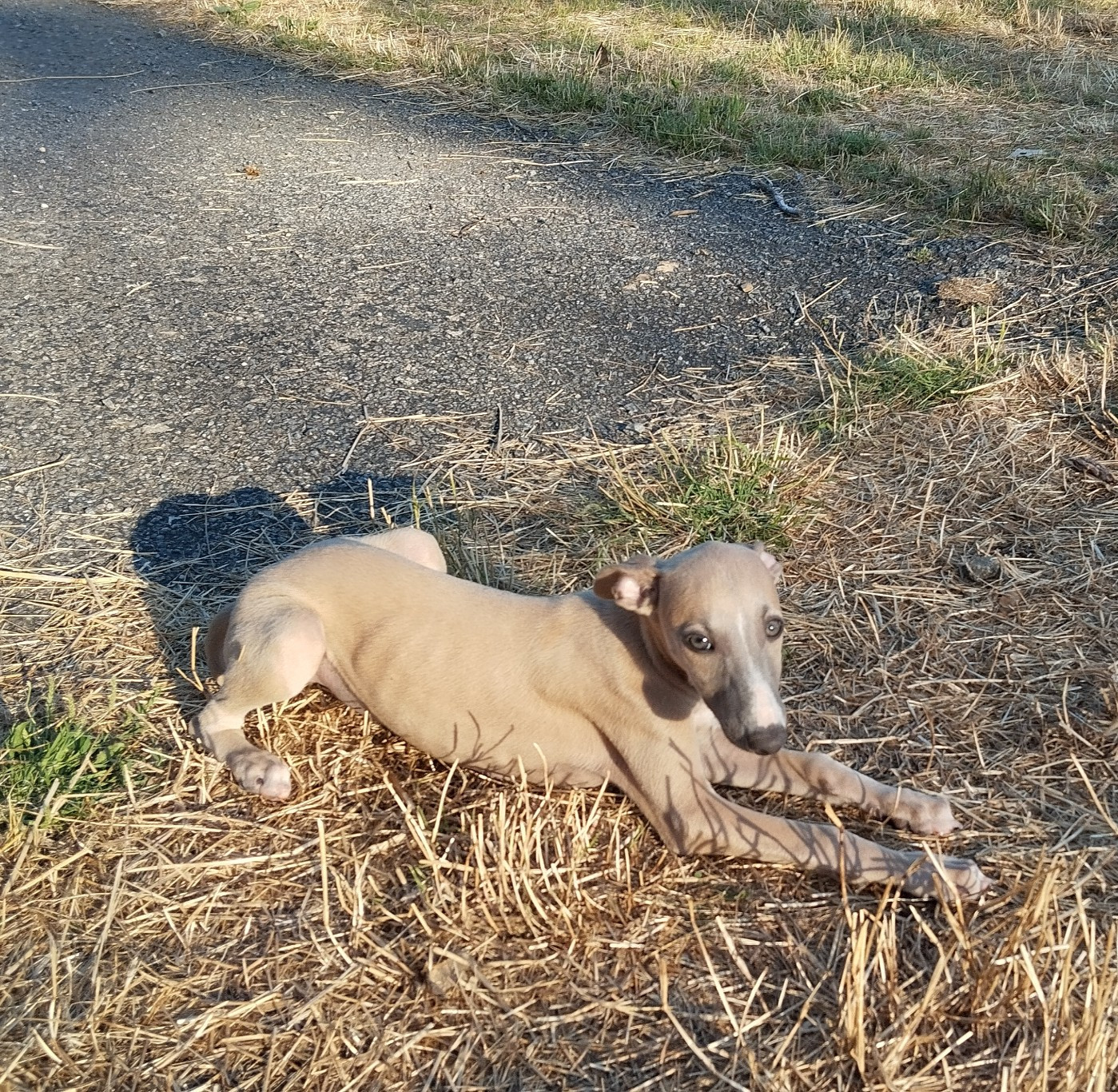 Du domaine des perles rares - Chiots disponibles - Whippet