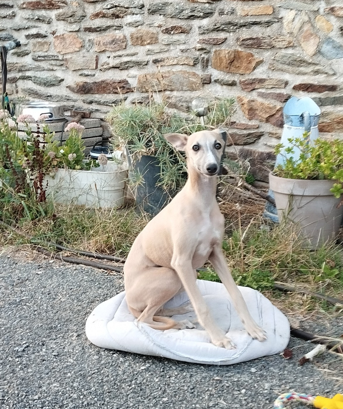 Du domaine des perles rares - Chiots disponibles - Whippet