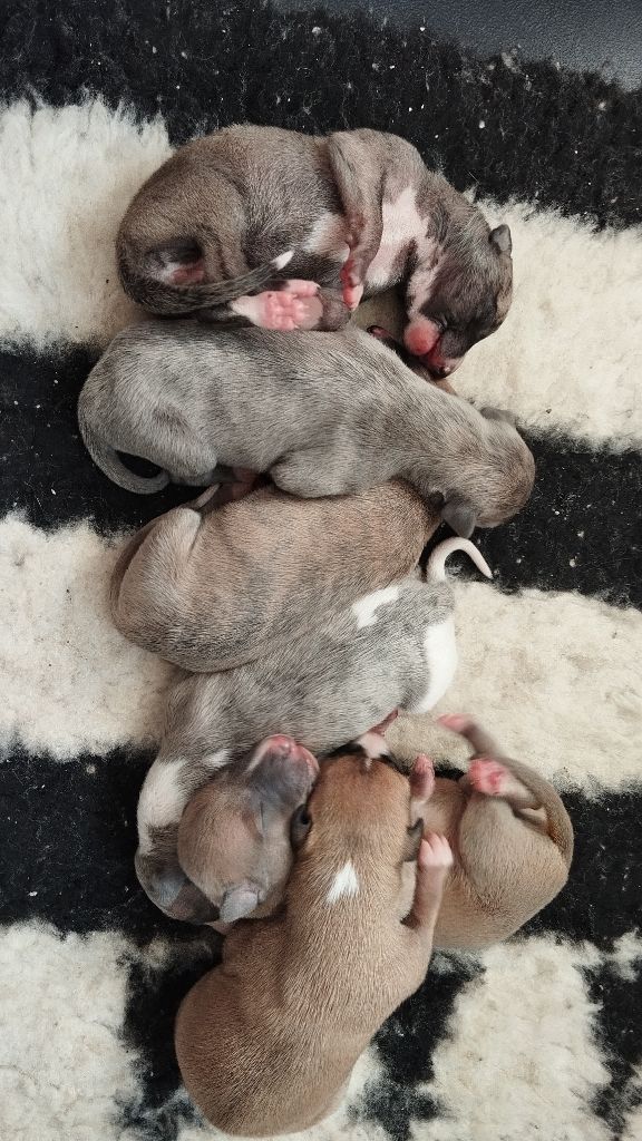 Chiot Whippet Du domaine des perles rares