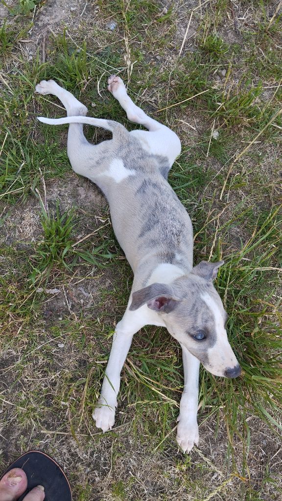 Du domaine des perles rares - Chiots disponibles - Whippet