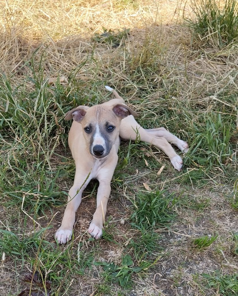 Du domaine des perles rares - Chiots disponibles - Whippet