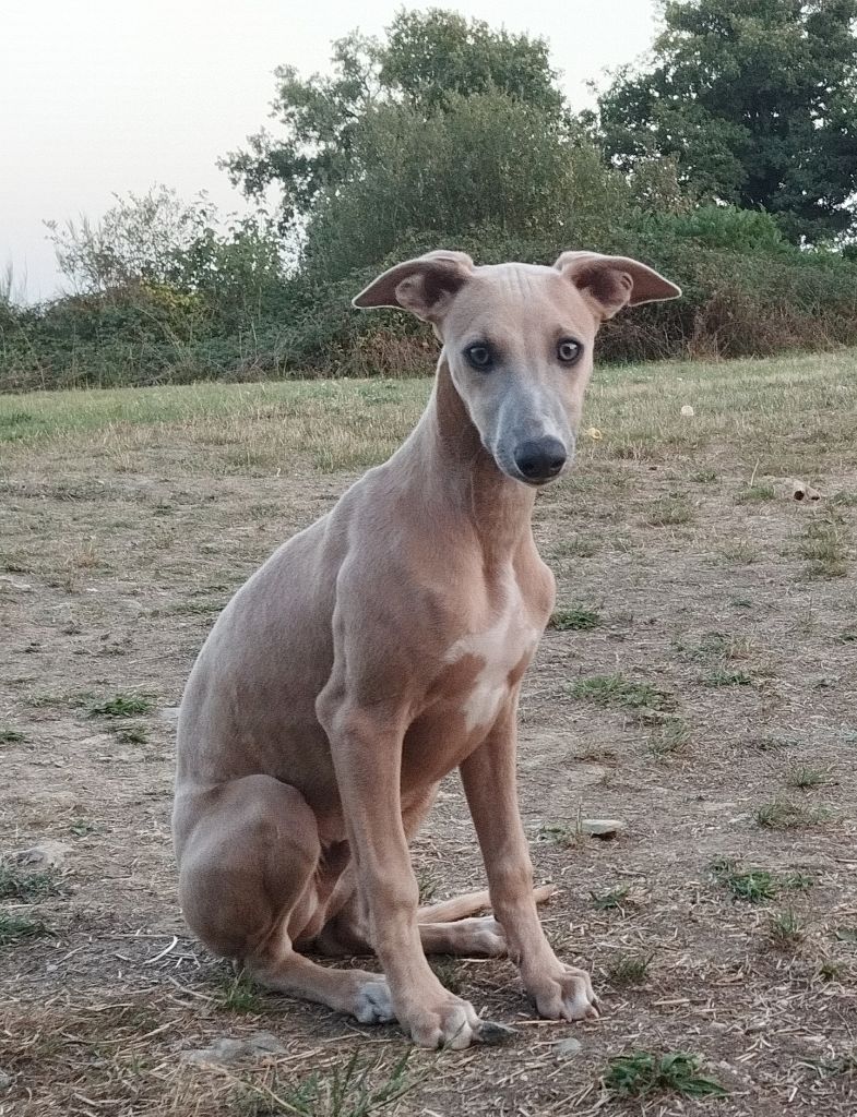 Du domaine des perles rares - Chiots disponibles - Whippet