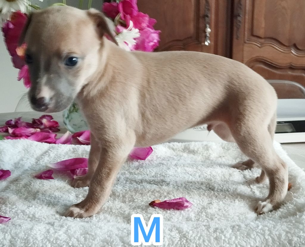 Du domaine des perles rares - Chiots disponibles - Whippet