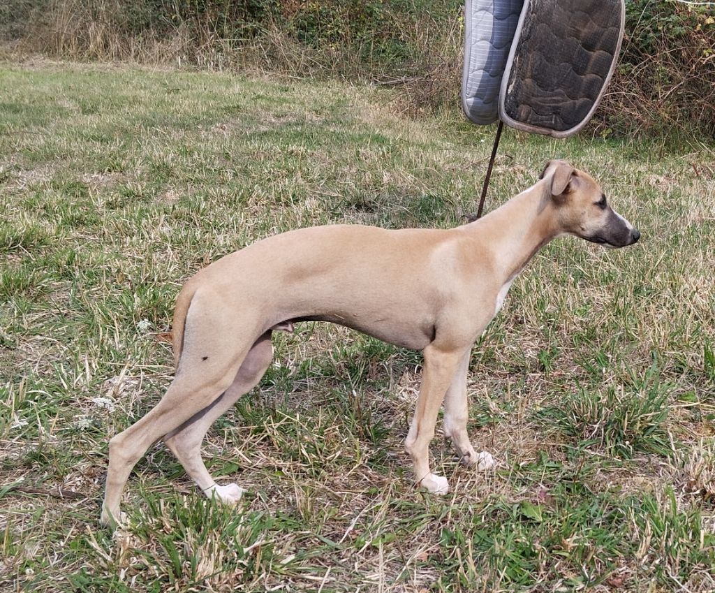 Du domaine des perles rares - Chiots disponibles - Whippet