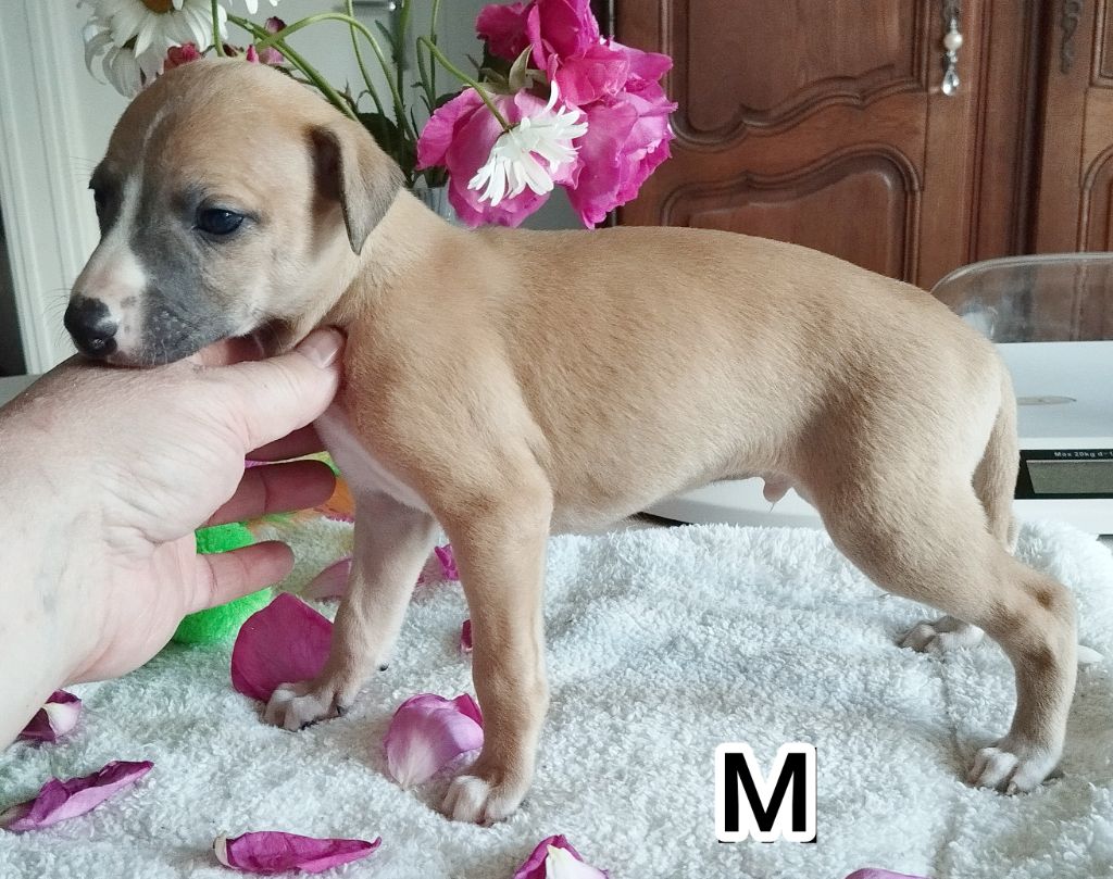 Du domaine des perles rares - Chiots disponibles - Whippet