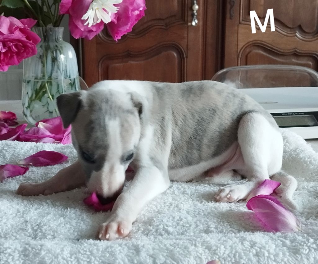 Du domaine des perles rares - Chiots disponibles - Whippet