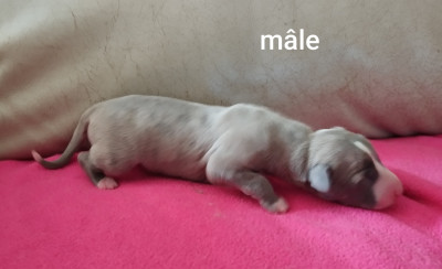 Chiot N°3
