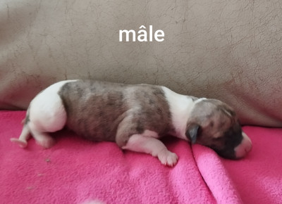 Chiot N°4