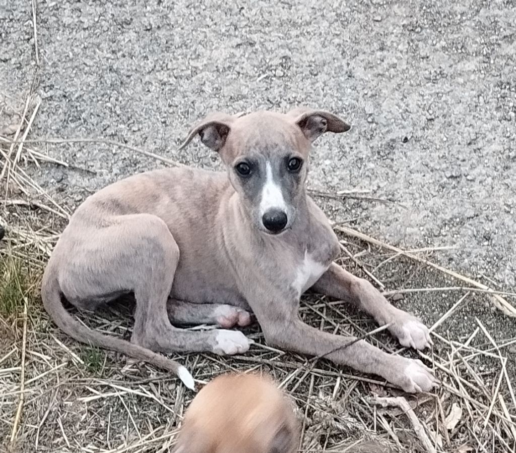 Du domaine des perles rares - Chiots disponibles - Whippet